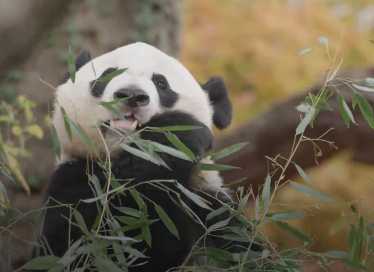 Regresan los pandas al Zoológico Nacional Smithsonian de DC: te decimos cuándo