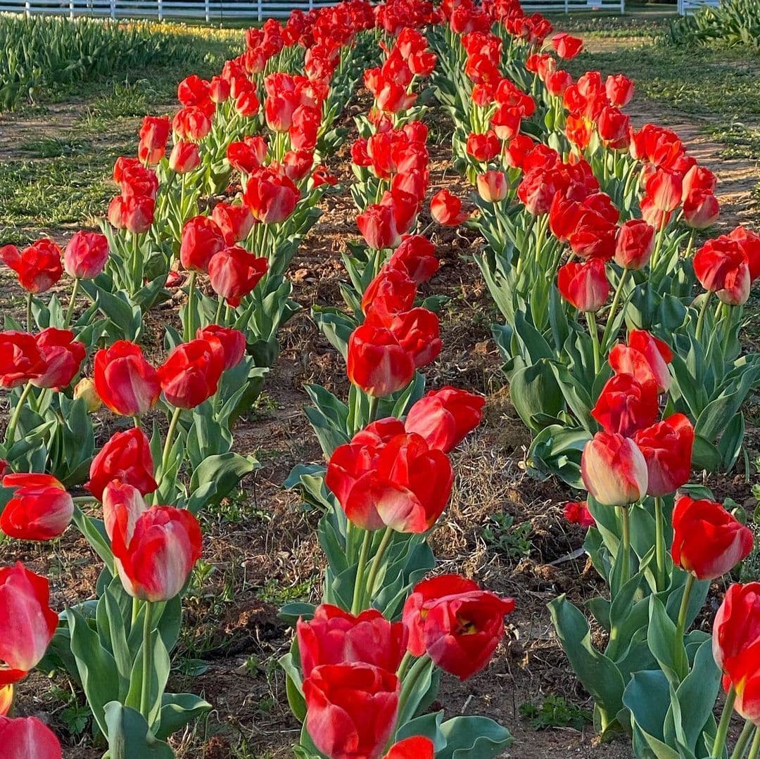 Las familias de Carolina del Norte pueden recoger sus propias flores y apreciar los animales.