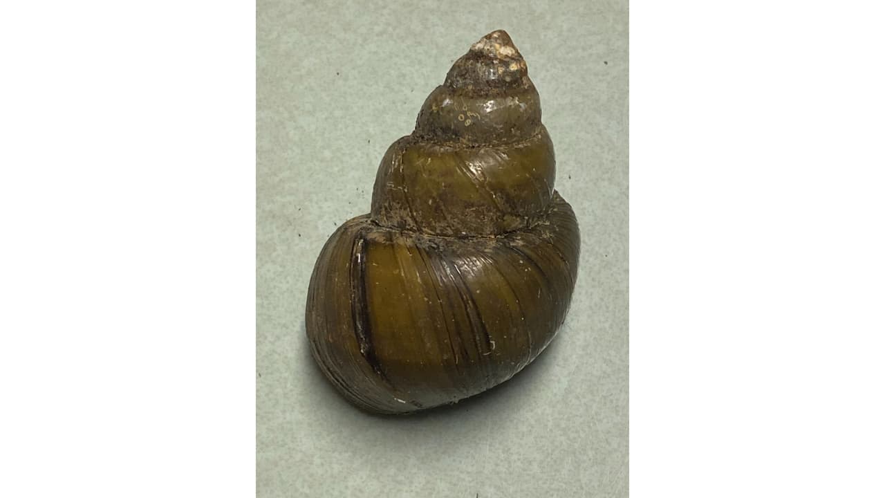 <h3 class="cms-H3-H3"><b>Es la primera vez que se encuentra este parásito en caracoles en Georgia </b></h3>
<br>
<br>Si bien este parásito se ha observado en caracoles invasores en otros estados, esta es la primera vez que se documenta en caracoles en Georgia.
<br>
<br>Antes del estudio, este parásito solo se había descubierto en Georgia en ratas cerca del zoológico de Atlanta.
<br>