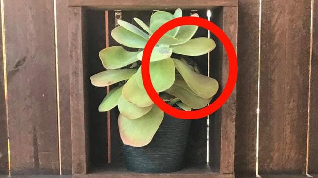 Aquí se puede ver la cabeza de la pitón
<b> </b>y algunas partes de su cuerpo rodeando la planta