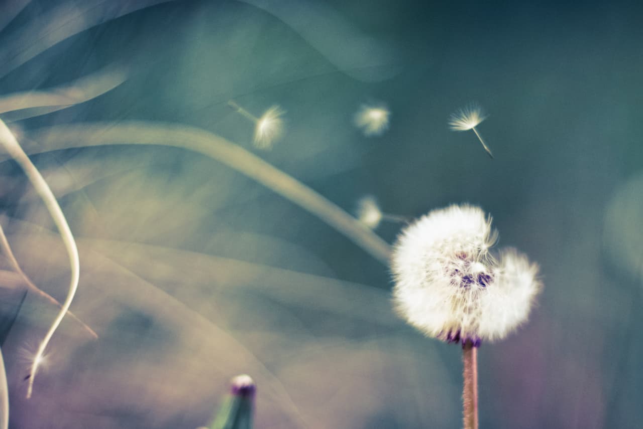 La creencia popular es que pidas un deseo en el momento que las veas.