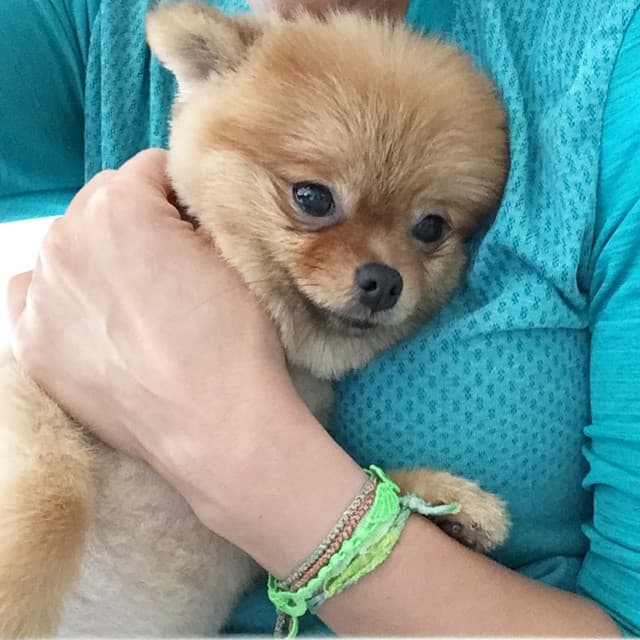 ¿Quién no quisiera ser Amor para estar en los brazos de la bella Thalía?