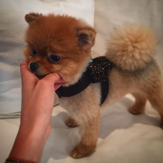 ¿Será ella la belleza de cuatro patas que más te gusta?