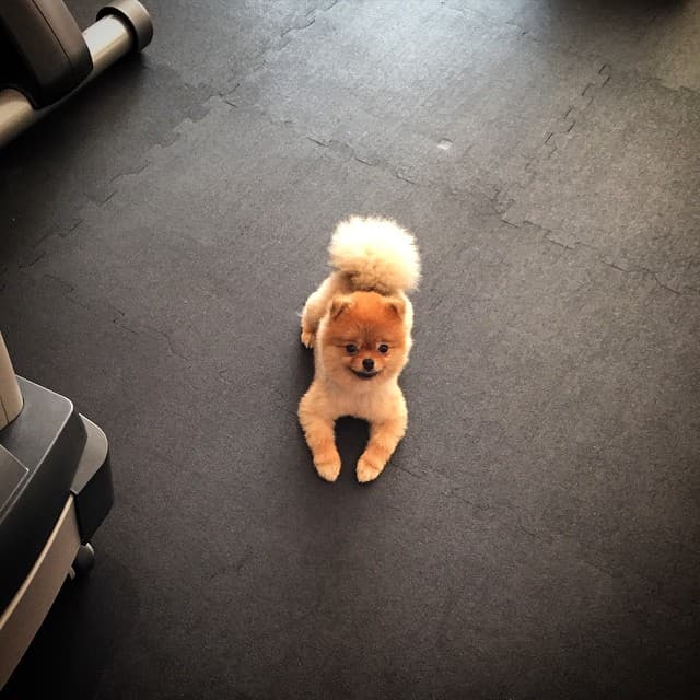 Amorcita Love sabe que es una difícil competencia.