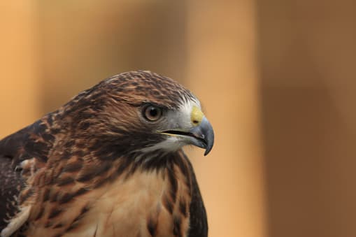 El “halcón de alas anchas” es uno de los cinco raptores norteamericanos que migran durante primavera y otoño.