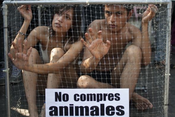 Lo preocupante de la sobrepoblación de caninos que existe en la ciudad se debe a que tan sólo en 'una sola cruza entre dos perros hará que en 6 años nazcan alrededor de 270,000 crías y en una sola cruza entre dos gatos propiciará el nacimiento de 420,000 crías en 7 años'.