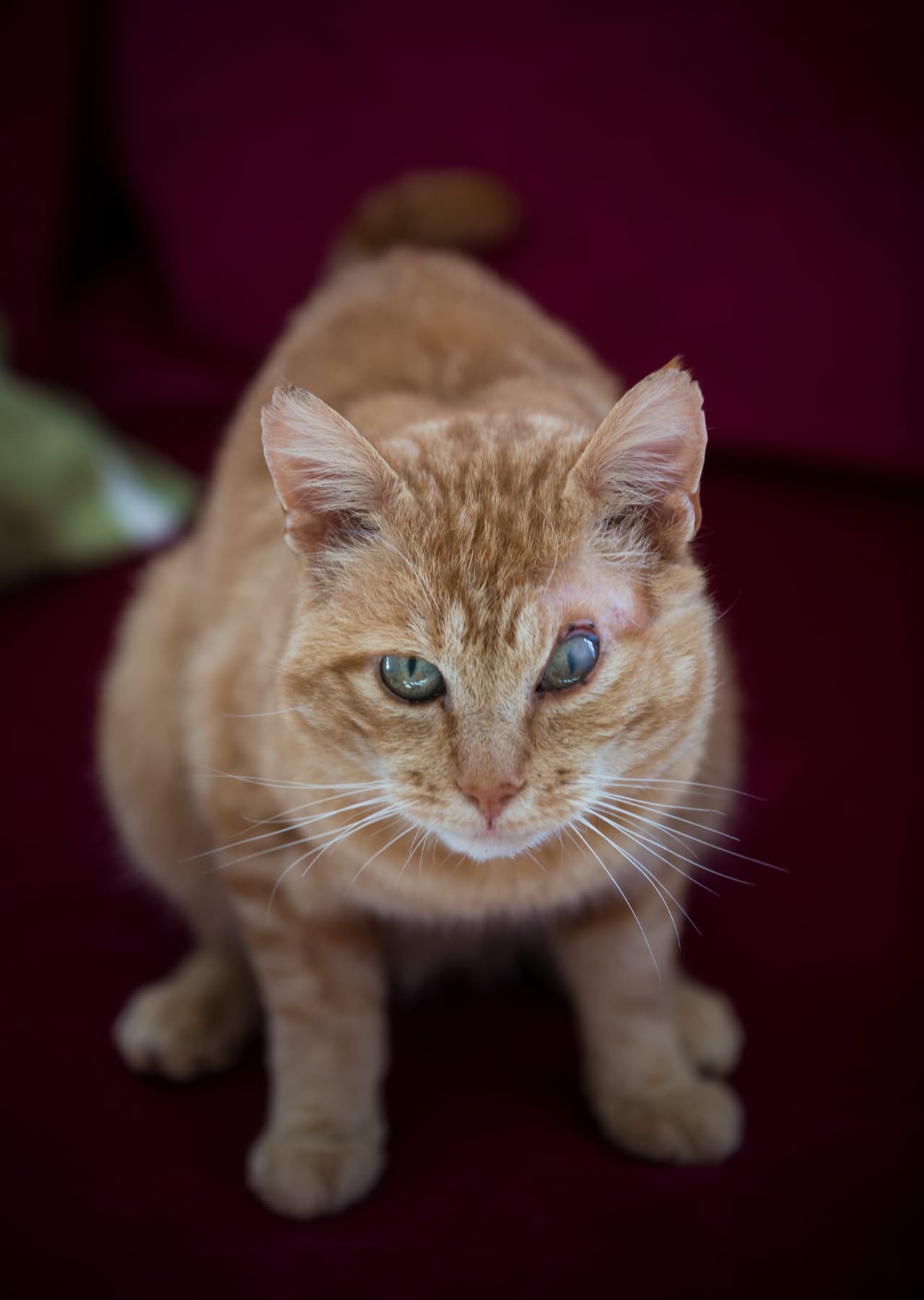 El gatito, sin embargo, es muy alegre, juguetón y dormilón.