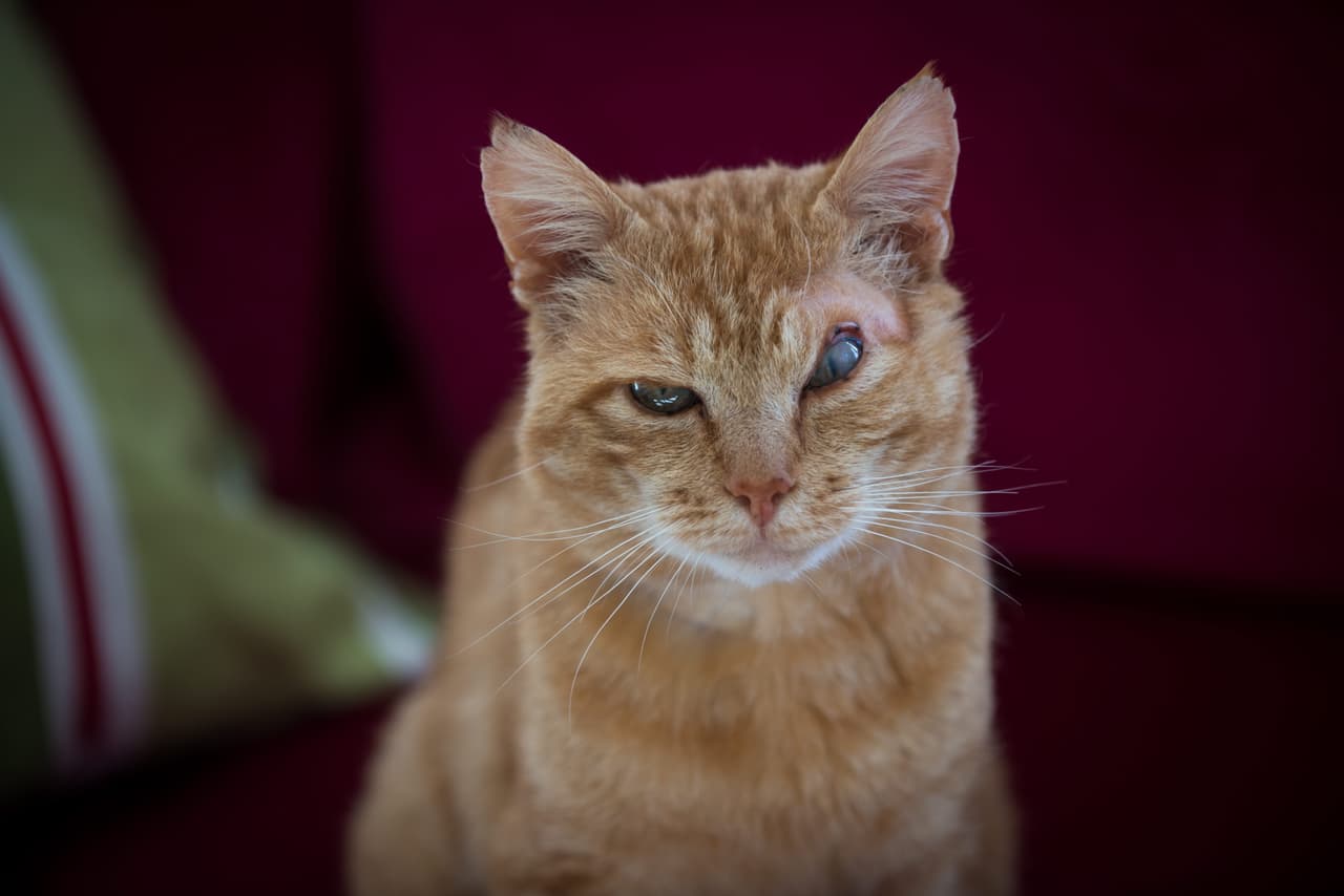 Eso dejó su ojo parcialmente inútil.