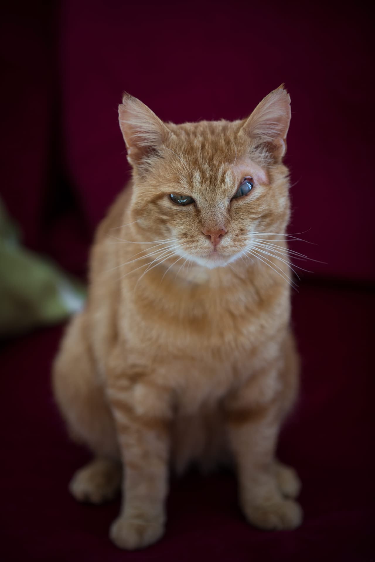 Esperan encontrar pronto un hogar que le brinde el amor que necesita.