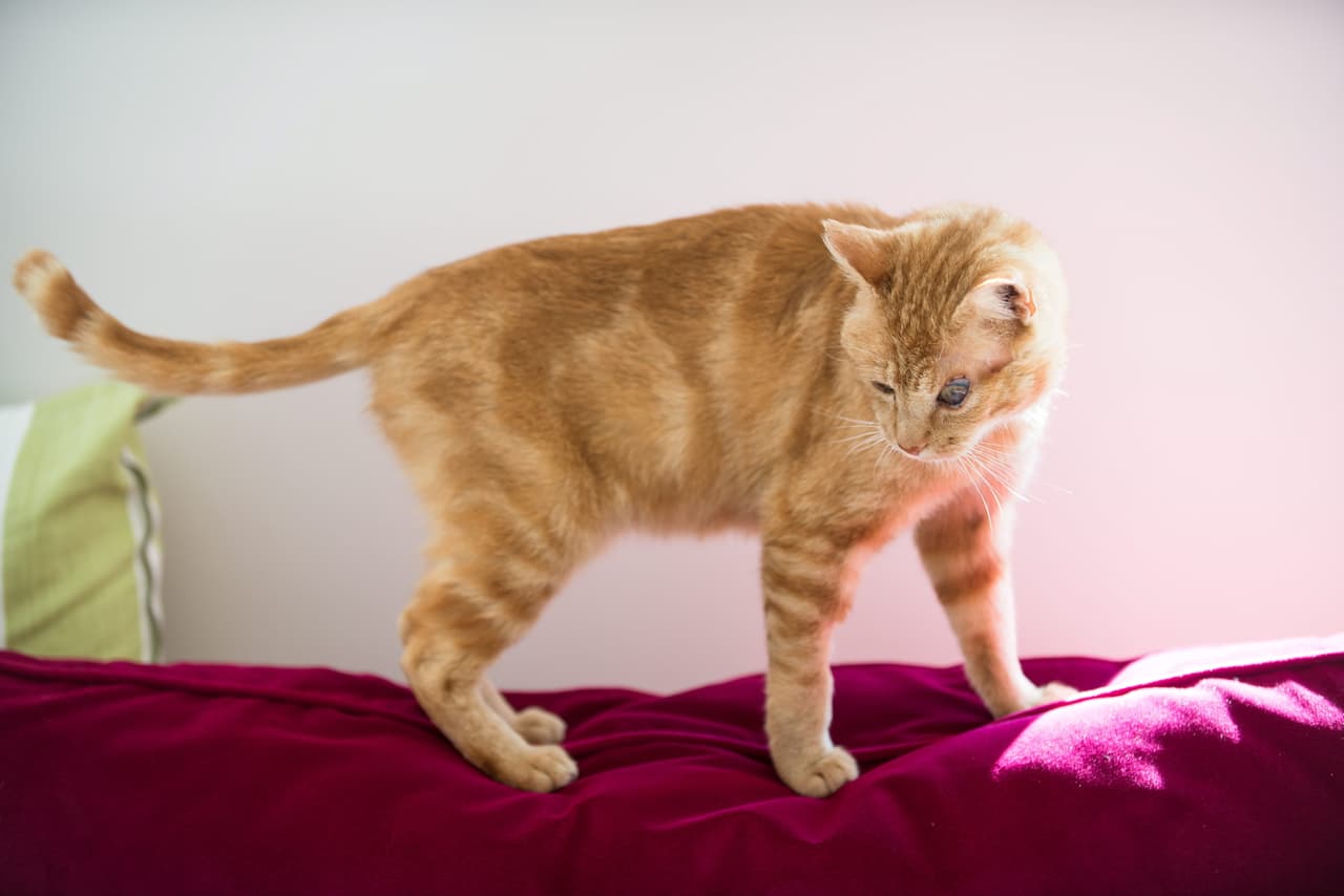 Lamentablemente no hay nada que se pueda hacer para ayudarlo a recuperar su visión.