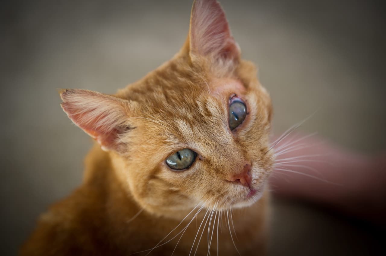 El experto les contó que el gatito no llevaba un microchip.