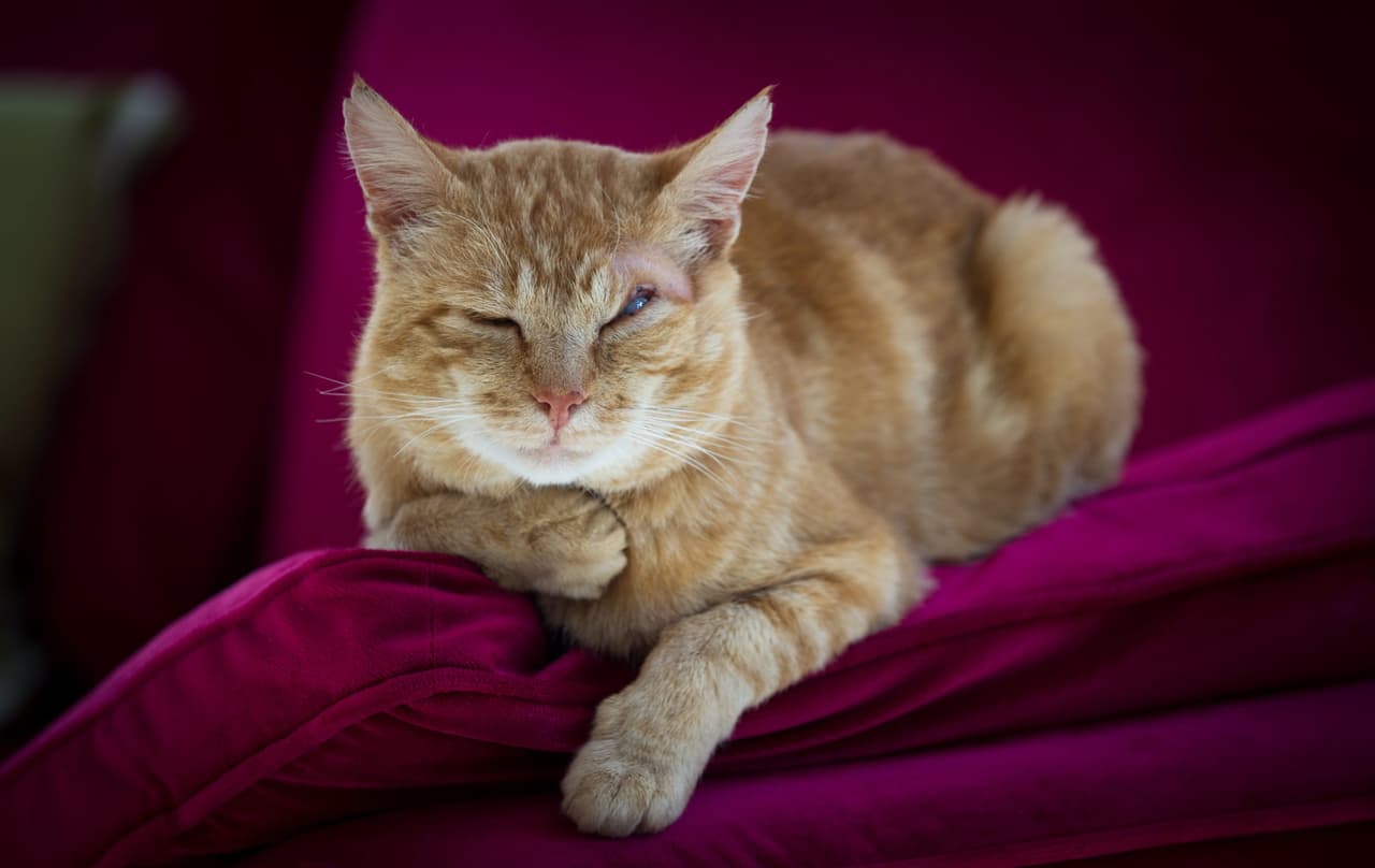 Por eso lo llevaron al veterinario.