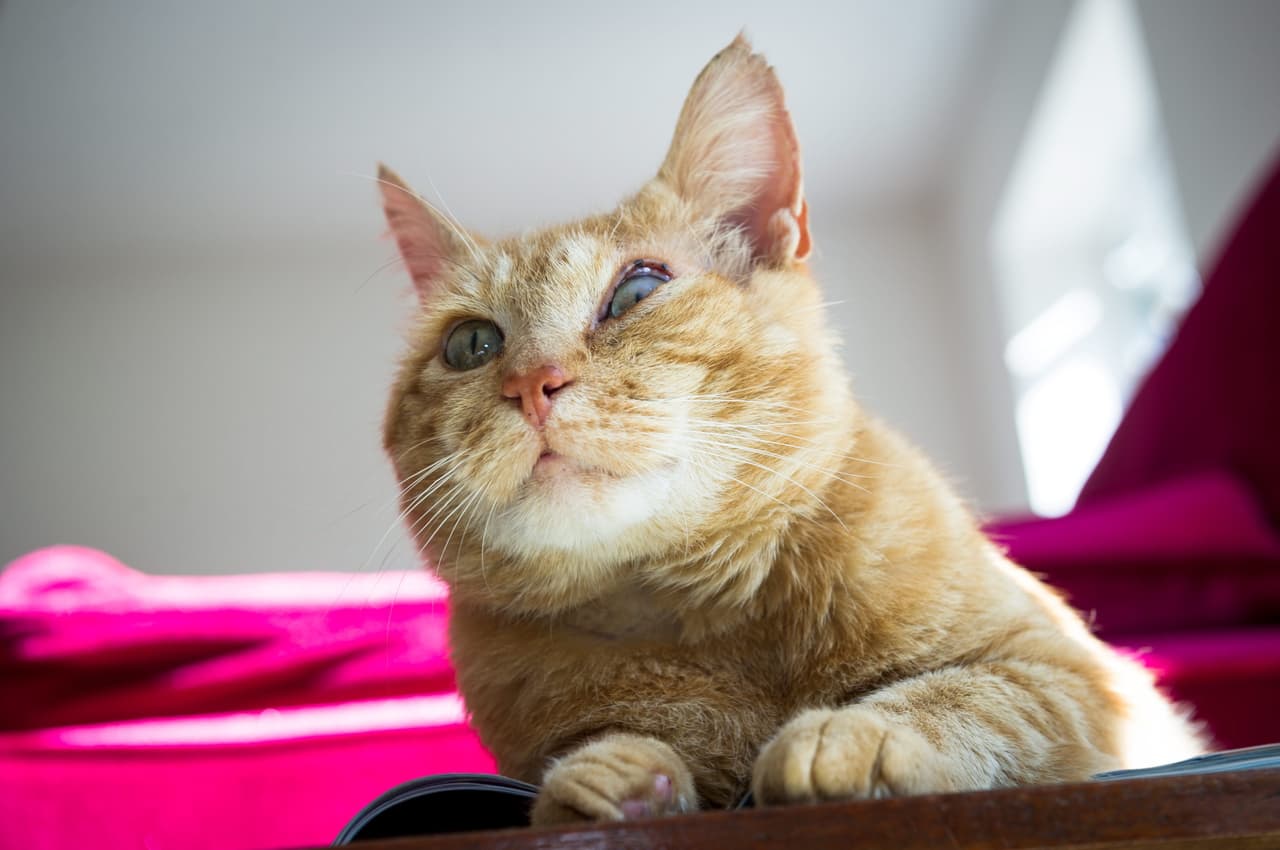 El veterinario encontró que tenía un rasguño en la córnea.