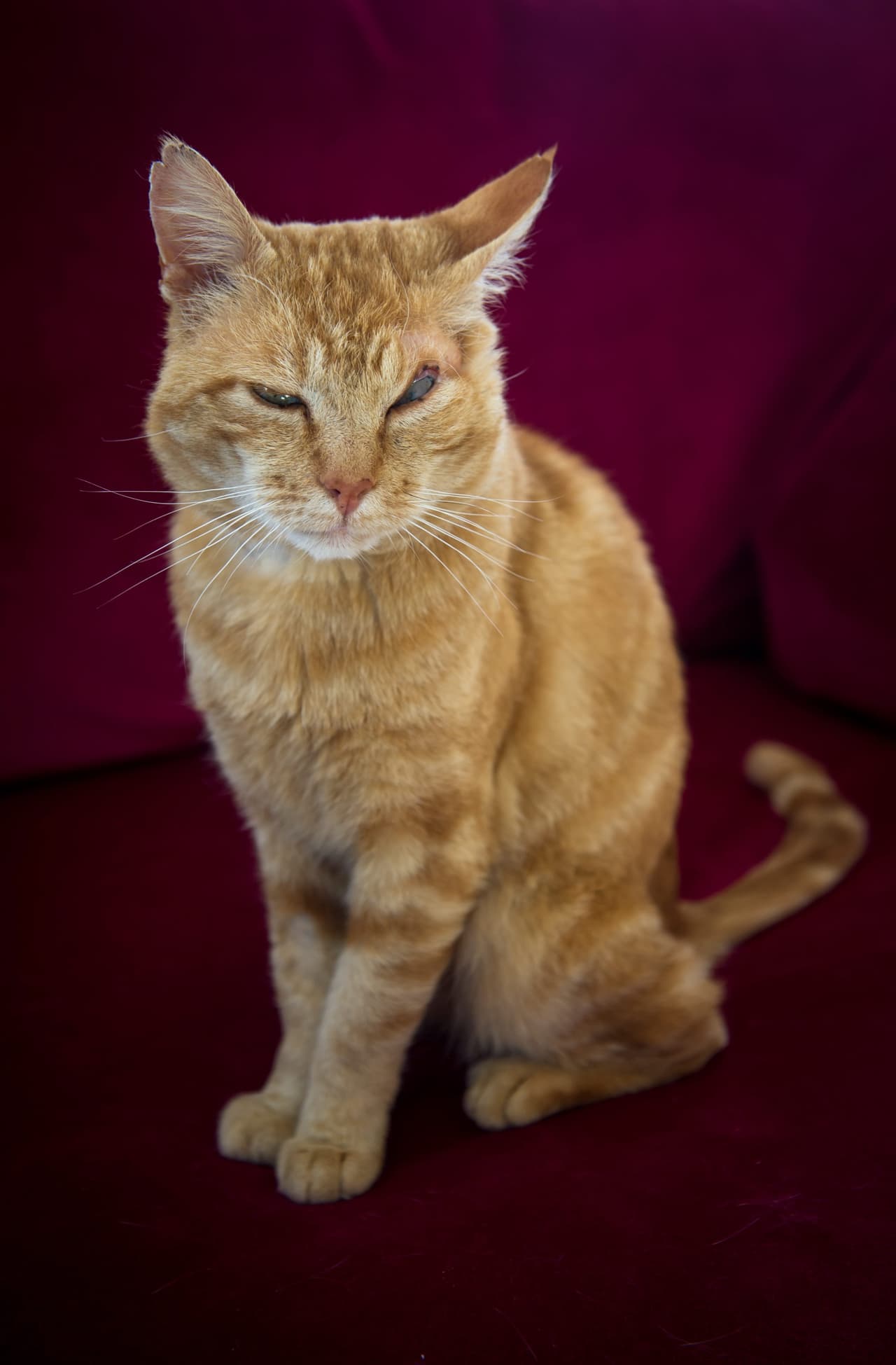 Miembros de una asociación de caridad están buscándole casa a este gatito.