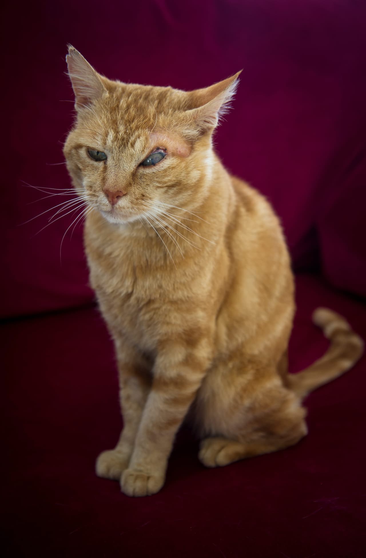 Además, la herida en su ojo tenía mucho tiempo.