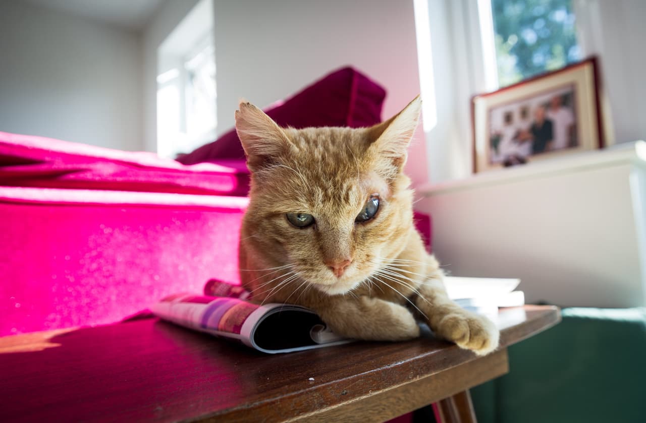 Dos residentes del área lo encontraron, lo ayudaron a sanar y buscaron a su dueño.