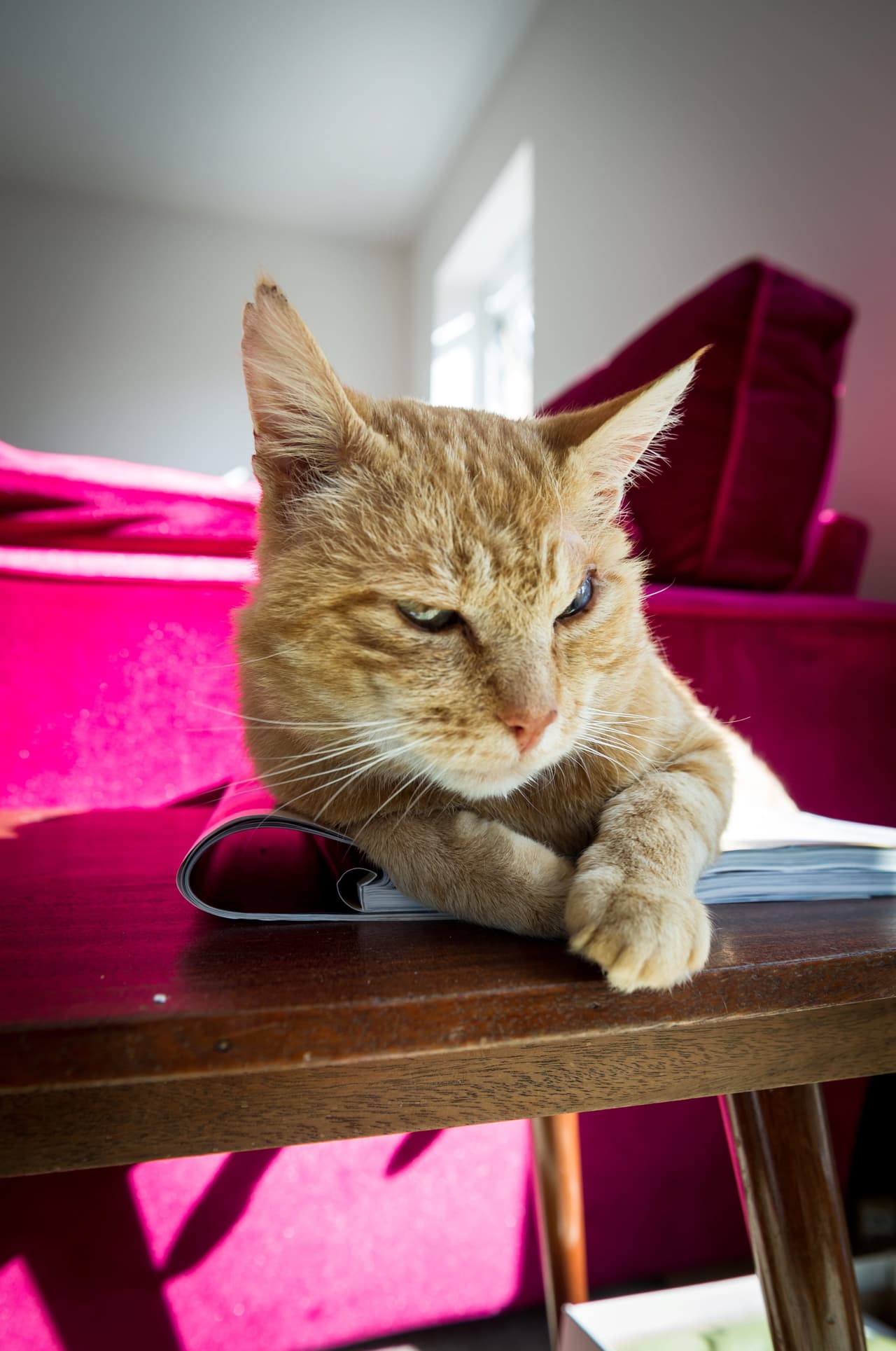 ¡Es un gatito con una apariencia excepcional!