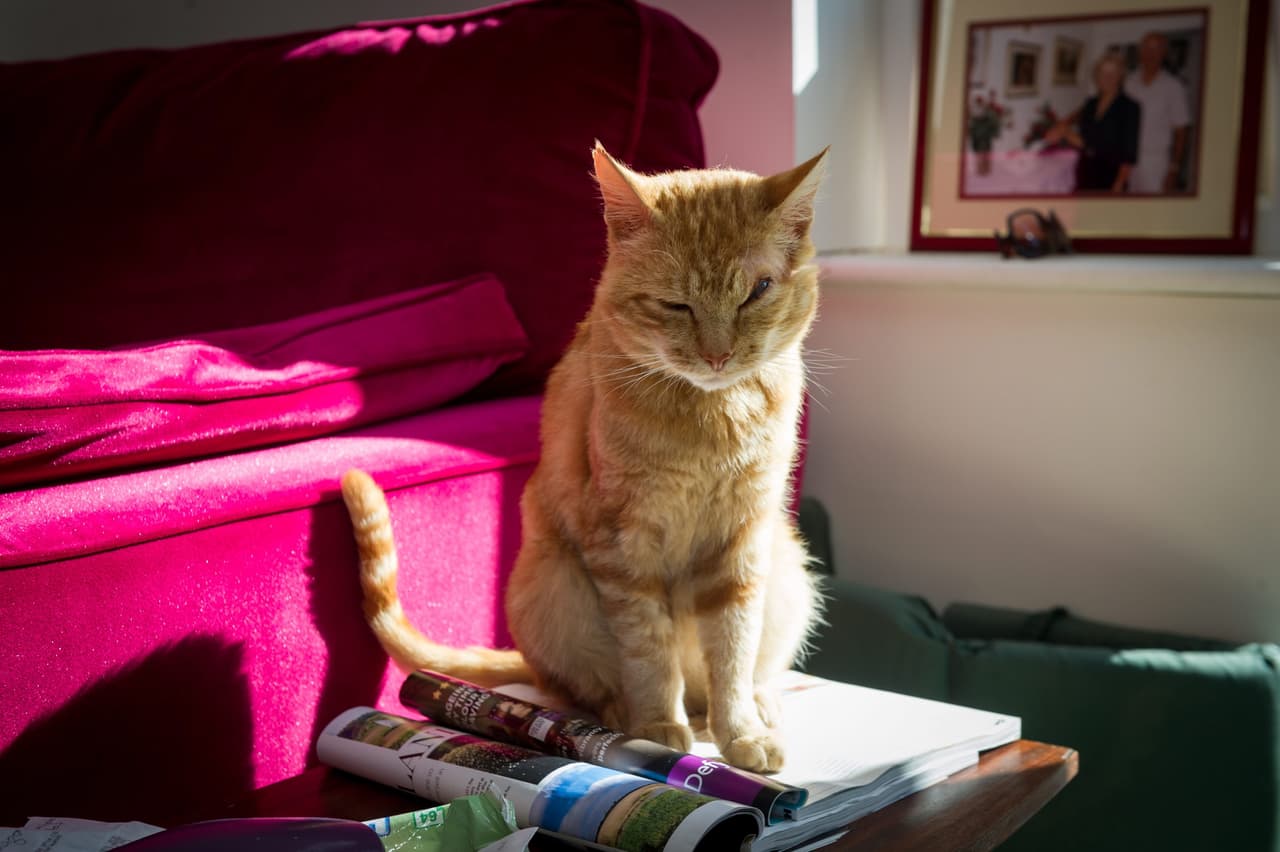 El peludo ‘villano’ tiene tan sólo ocho años de edad.