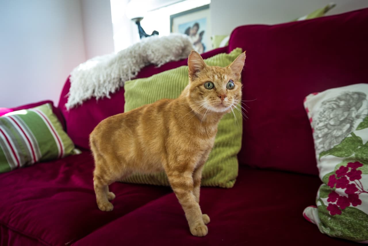 El gato-villano pelirrojo es simplemente adorable.