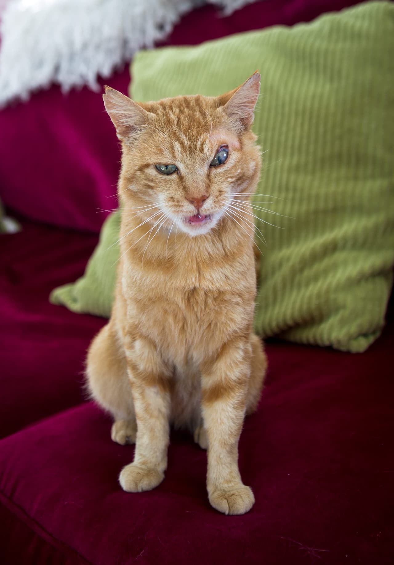 Fue descubierto caminando alrededor de un parque en Winslow, Bucks.