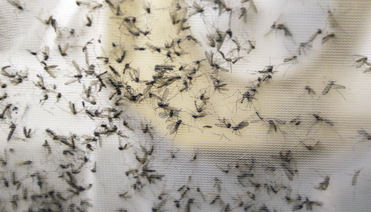 Instalan en Caguas 90,000 trampas de mosquitos