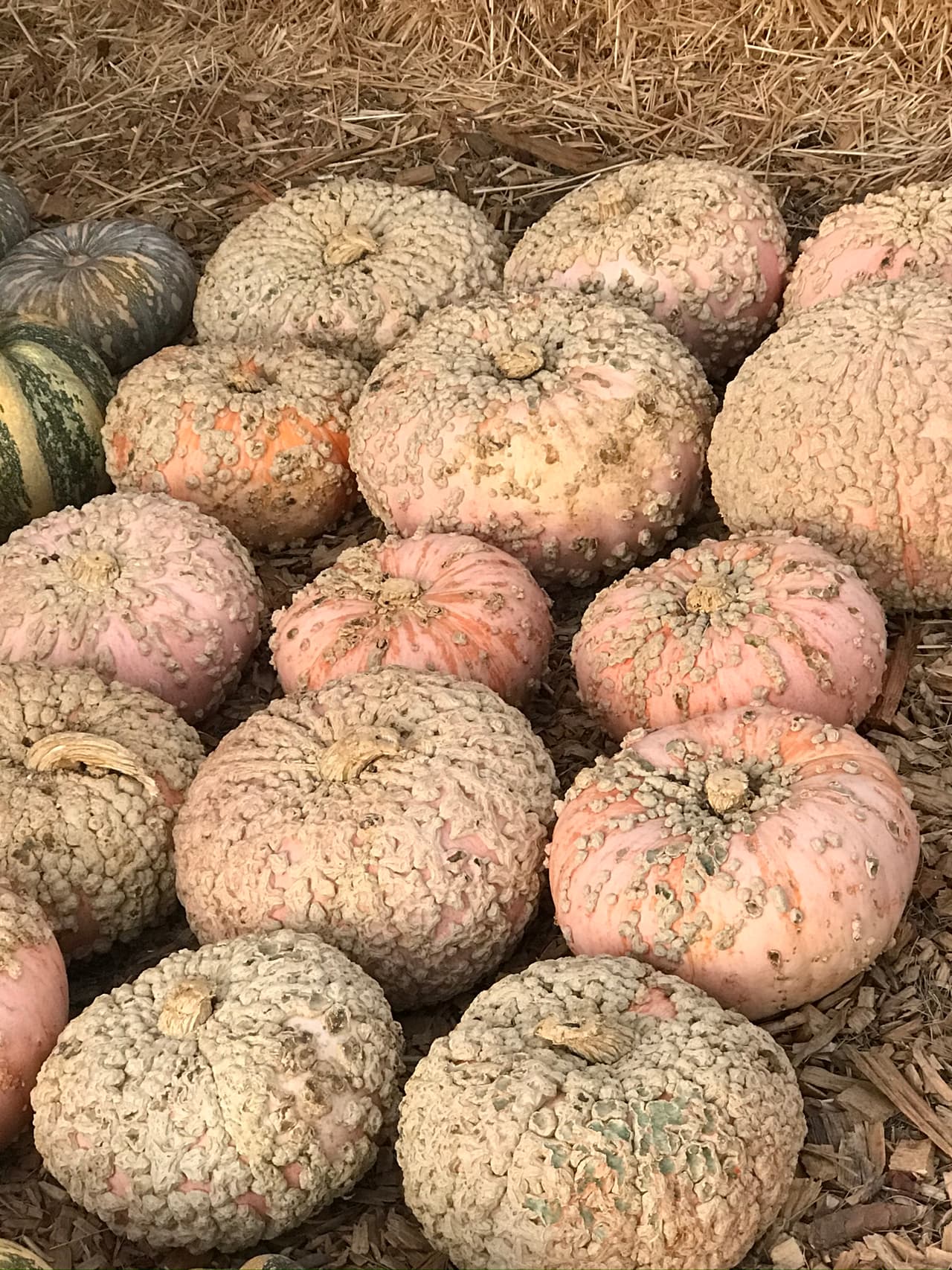 Aquí por ejemplo vemos unas calabazas rosas, frutos predominantes durante el verano con grumos. Este aspecto le da un toque que algunos consideran incluso más aterrador y a tono para Halloween.