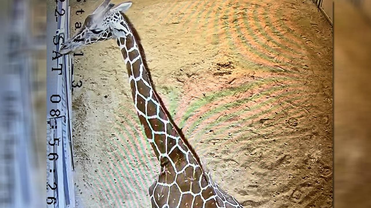 "El nacimiento se produjo con el personal observando por las cámaras de seguridad y sin interferir en el proceso natural el 24 de septiembre", resaltó Bob Cisneros, Director Asociado del zoológico, mediante un comunicado enviado a Univision 32.