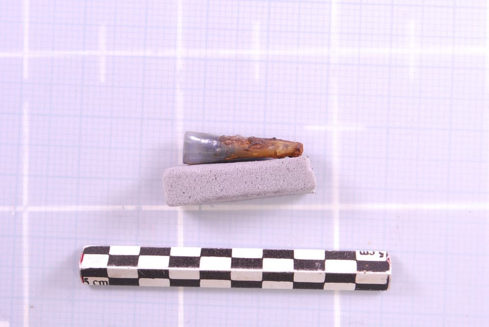 Entre los hallazgos hay restos humanos. Incrustado en la capa de concreción –como se llama la cobertura de arena, sedimentos, y corrosión que se formó– hallaron un diente. Se cree que perteneció al miembro de la tripulación, Frank Collins.