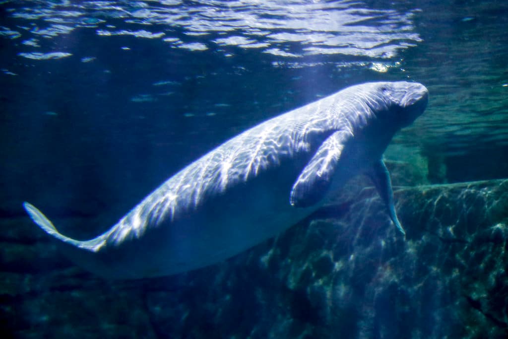 Mueren 841 manatíes en Florida en los últimos 6 meses, la cifra más alta en su historia