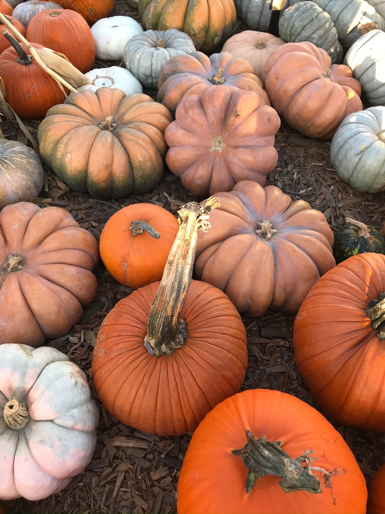 Diferentes colores, tamaños y texturas se adaptarán no solo a tu presupuesto, sino también a tu estilo de decoración para la noche de las brujas. Claro que si preguntas, con todas se pueden elaborar las más deliciosas sopas.