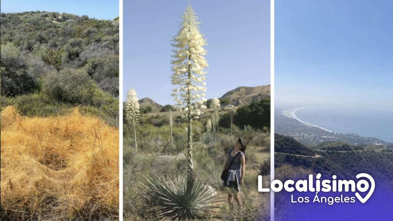 El sendero Los Leones Canyon está localizado frente al océano Pacífico, la entrada y el estacionamiento son gratis y el camino tiene varios miradores para disfrutar de una vista única de la ciudad y del mar. Es considerado un sendero con dificultad moderada. Sin embargo, la primera milla y media es visitada por familias enteras y tiene una recompensa muy hermosa, una vista a Los Ángeles y a la playa que no te puedes perder.
<br>
<b>Dirección:</b> Parking lot, Los Liones Dr, Pacific Palisades, CA 90272
<br>
<b>Cómo llegar</b>: puedes llegar desde la autopista Pacific Coast Highway (PHC) o el bulevar Sunsent al oeste de Los Ángeles en el sur de California.
<br>
<b>Precio de entrada</b>: gratis
