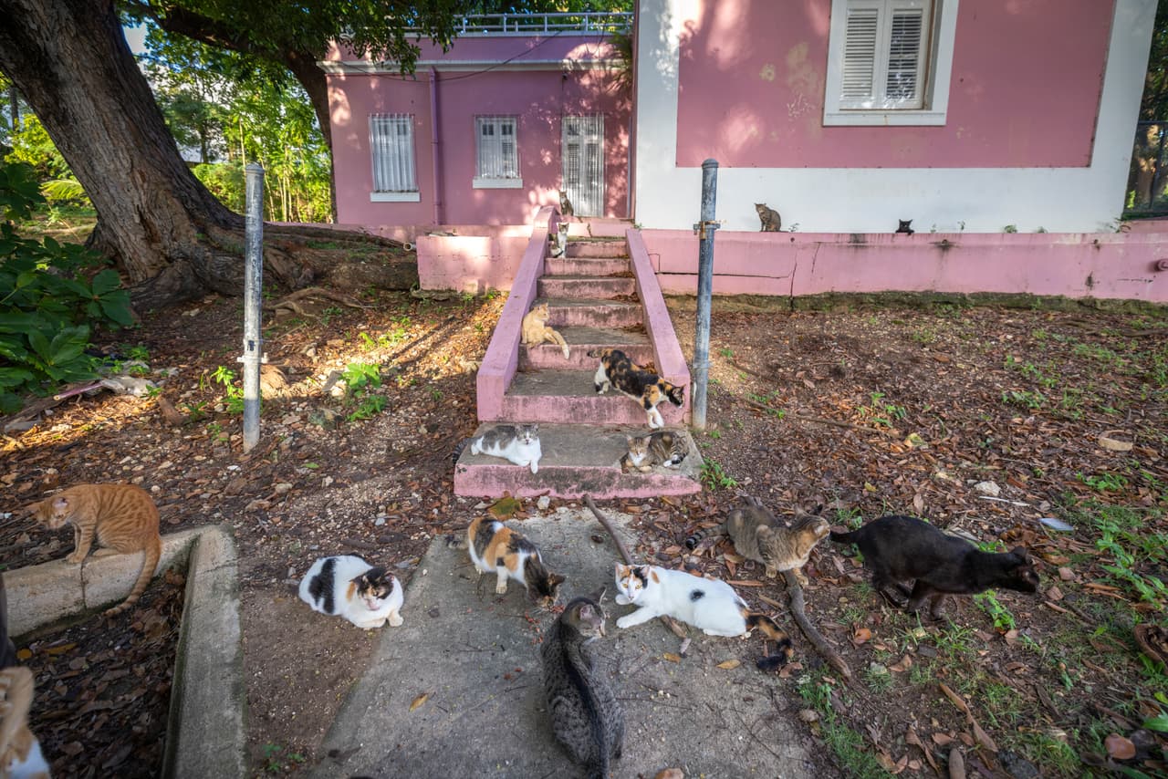 Se oponen al plan de retirar los "gatos coloniales" del Viejo San Juan