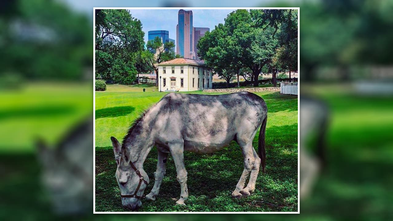 <b>Dallas Heritage Village</b>: Viajemos en el tiempo, este lugar le ofrece a los niños 
<b>la experiencia de cómo era vivir en Texas hace más de un siglo</b>. Un corral con burros, de la raza Mammoth Jack, es una parada obligada. 
<br>💰 
<b>La entrada ¡es gratis! </b>
<br>📆 
<b>Los horarios varían</b>, por lo que 
<a href="https://oldcityparkdallas.org/hours-admissions/" target="_blank">puedes hacer clic aquí para conocer el cronograma del día</a> que quieras asistir. 
<br>📍 1515 South Harwood.