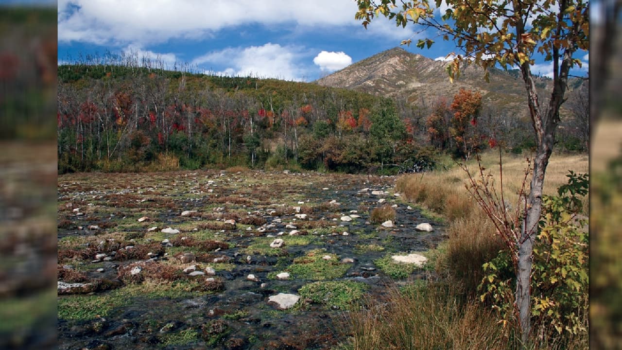 <b><a href="https://goo.gl/maps/QTsqqymSZ2qiF7xx5" target="_blank">¿Cómo llegar a Cascade Springs?</a></b> Desde la I-15 en Utah Valley, toma la salida Highland/Alpine (salida 284). Viaja hacia el este durante unas 
<b>8 millas </b>por la Ruta Estatal 92 hasta la estación de entrada del Servicio Forestal (
<b>6 dólares de entrada</b>). Sigue subiendo por American Fork Canyon en la SR-92 (Alpine Loop Scenic Byway) durante 
<b>unas 17 millas</b> hasta llegar a Cascade Scenic Drive. Gire hacia el noreste (izquierda) y recorre unas 61 millas 
<b>hasta el estacionamiento.</b>