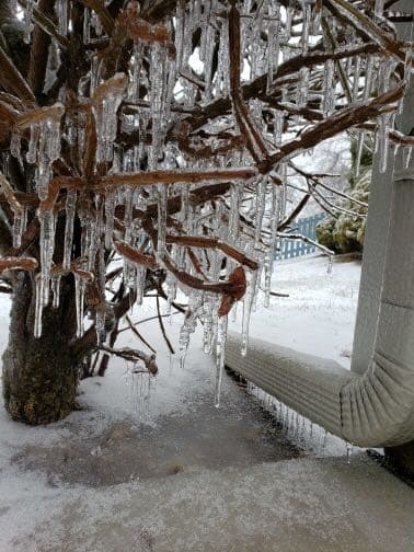 Las ramitas de un arbol quedan tapadas por hielo.