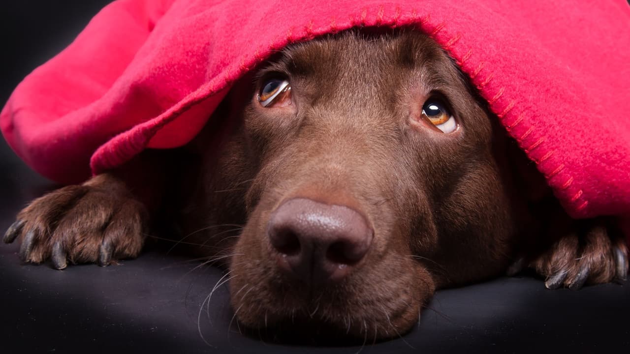 <h3 class="cms-H3-H3">Señales de que tu mascota lo está pasando mal </h3>
<br>Según 
<a href="https://www.avma.org/" target="_blank">la Asociación Veterinaria de Estados Unidos (AVMA)</a>, los 
<b>síntomas más comunes durante los fuegos artificiales</b> son: 
<br>Jadeo excesivo 
<br>Esconderse o temblar 
<br>Diarrea, vómito o babeo 
<br>Ladridos o maullidos sin control 
<br>Intentos desesperados por huir 
<br>Y lo más importante: 
<b>no lo hacen por portarse mal. Lo hacen por miedo.</b>