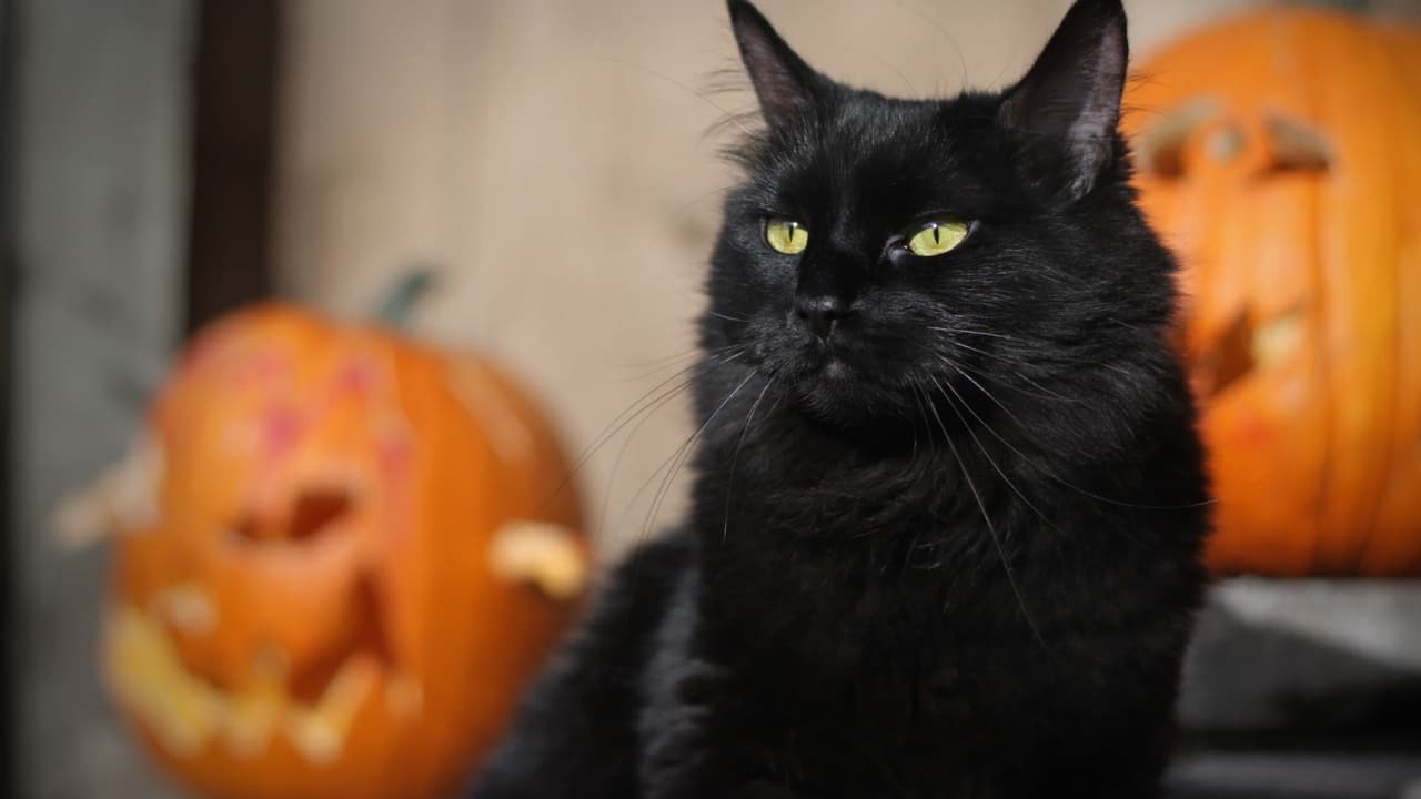 Si tienes un gato que siempre está afuera y anda por todas partes, acostúmbralo a que se quede adentro un par de días. Los gatos, principalmente los negros, pueden ser víctimas de bromas o secuestros durante la noche de brujas.