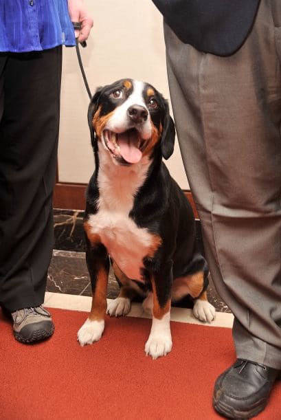 2. El amor es corrección: Para evitar que cuando una visita llegue a tu casa y tu mascota se le lance, lo mejor es corregirlo jalándolo con una correa sin llegar a lastimarlo.