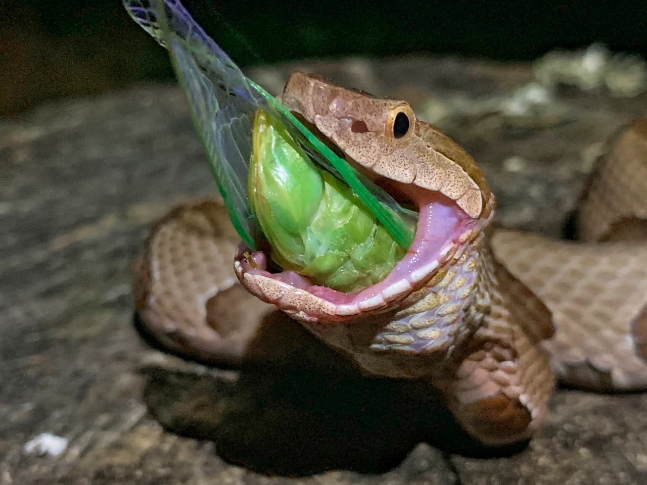 Un fotógrafo captura el momento exacto en que una serpiente se come a una cigarra