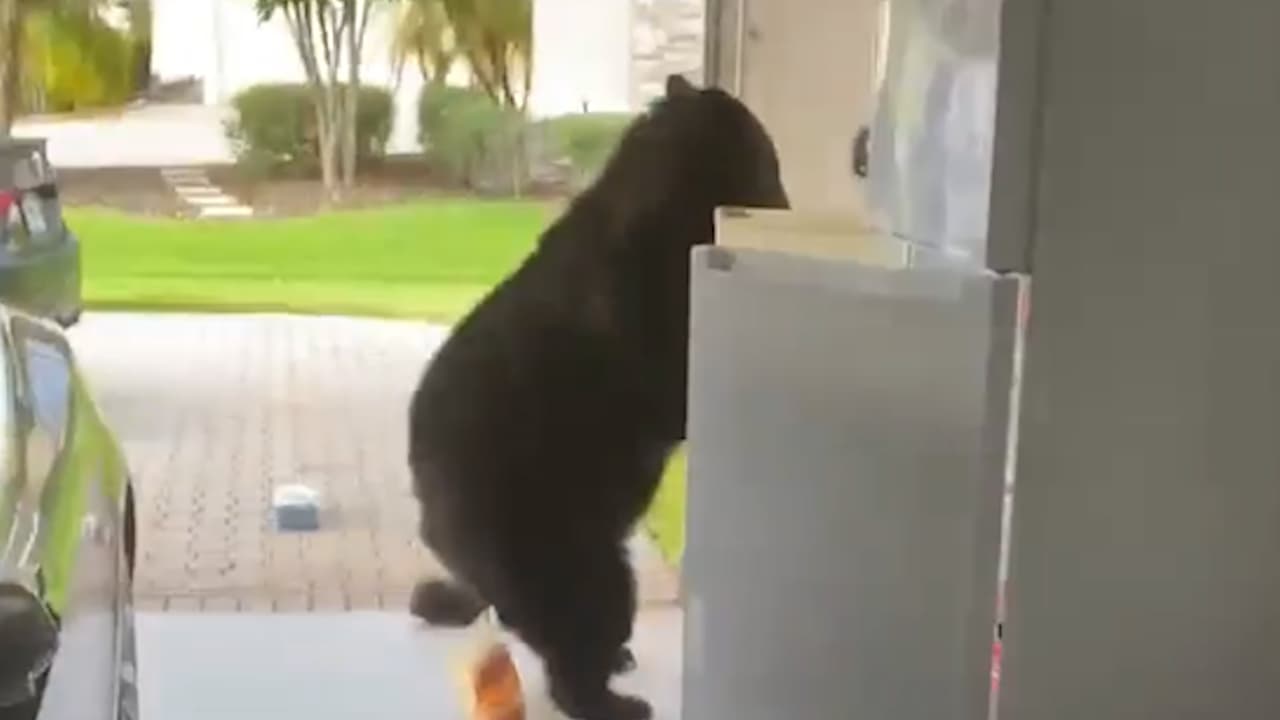 ¿Robando mi comida?: Hombre capta a oso hurgando en su refrigerador 