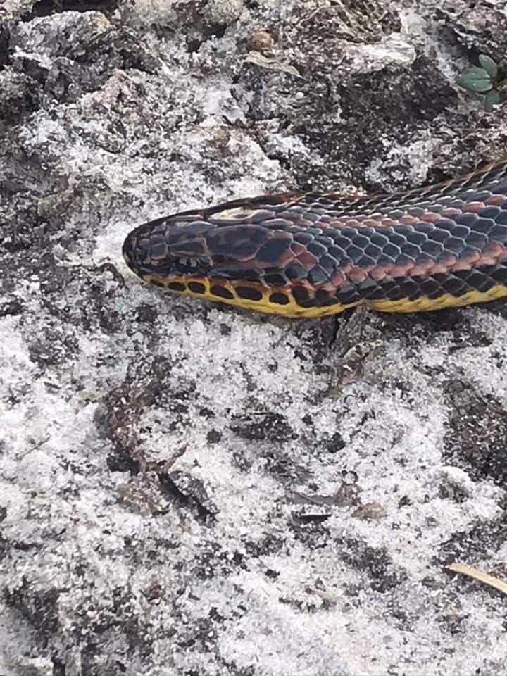Se le conoce como serpiente “mocasín de anguila”, porque esta especie se caracteriza por comer anguilas.