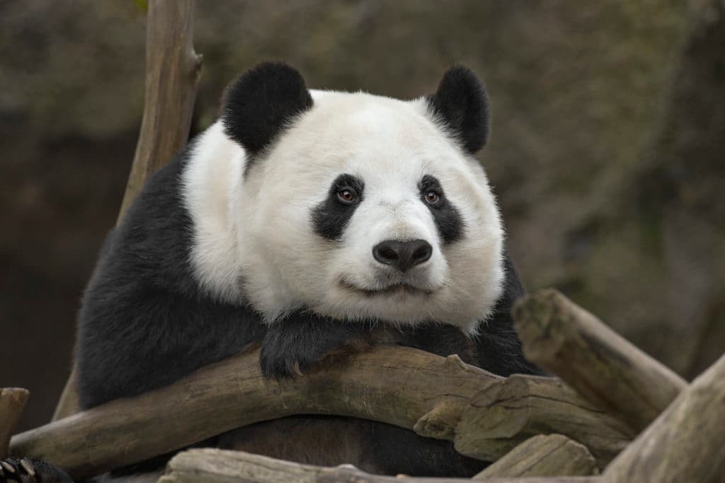 El programa de conservación de la hermosa especie entra en una nueva etapa y por ello, el zoológico de San Diego se prepara para despedir a una madre e hijo, pandas gigantes, el próximo abril.
<br>