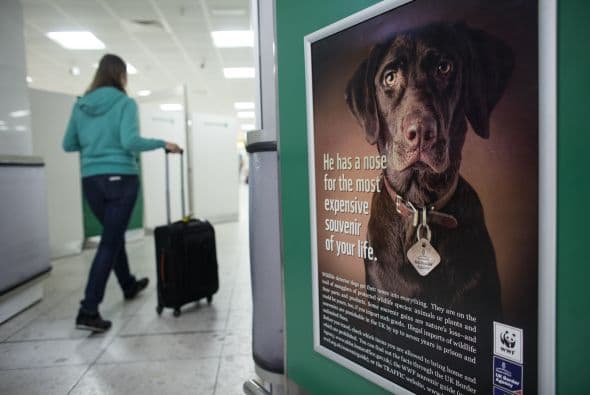 Los más conocidos son los perros de drogas, pero también pueden detectar objetos como explosivos o billetes en grandes cantidades, generalmente ilegales, también son capaces de encontrar cadáveres.