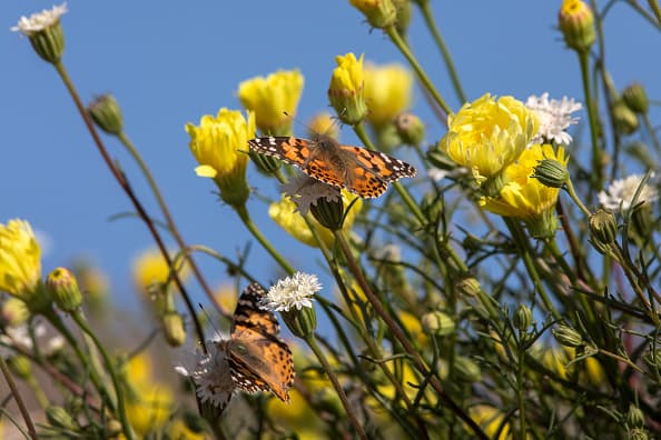 Si eres residente del sur de California, seguramente te has topado con muchas mariposas últimamente. Y es que una inusual visita de los hermosos insectos estan pasando por la región. (Photo by David McNew/Getty Images)