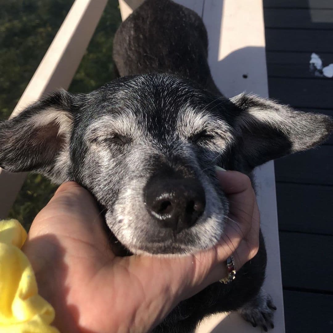 <b><a href="https://www.instagram.com/liliestefan/" target="_blank">Lili Estefan utilizó Instagram</a></b> para informar a sus más de 3 millones de seguidores sobre la pérdida de Sushi: “Desde anoche estoy buscando a mi perrita Sushi, por favor si alguien la encuentra me envían mensaje dejándome saber”, comentó.