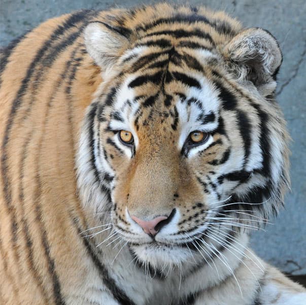 "Habiendo recibido una dosis de la vacuna animal, es razonable esperar que el sistema inmunológico de Malena esté parcialmente preparado para combatir el virus y, por lo tanto, la gravedad de su enfermedad ha disminuido", indicó el Dr. Adkesson.