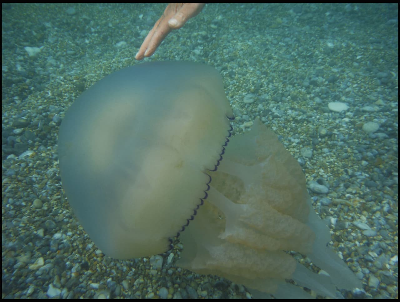 Es un arco natural de piedra caliza muy concurrido. Ahí se encontraron con dos grandes medusas, ¡y tomaron unas selfies!