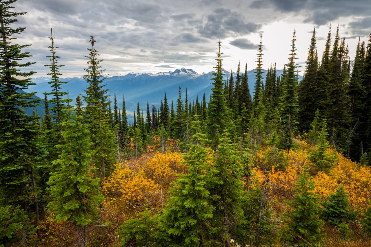 Algunas plantas, como muchas coníferas, son perennes, es decir que se mantienen su producción de clorofila, y por ende su coloración todo el año.