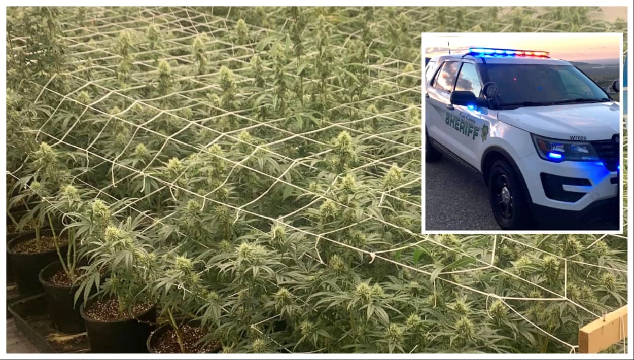 Incautan 240 plantas de marihuana y arrestan sospechosos por cultivarla ilegalmente