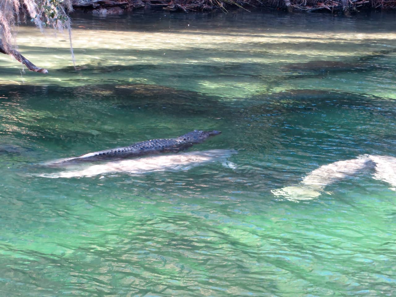 La imagen fue tomada por una mujer que hacía kayak en Blue Spring State Park.